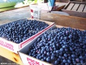 blueberry  - product's photo