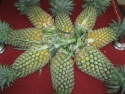  fresh pineapple best price and good quality - product's photo
