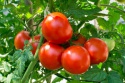 tomatoes  - product's photo
