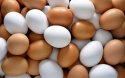 farm fresh chicken table eggs brown and white shell chicken eggs - product's photo