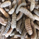 dried sea cucumber - product's photo