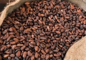 buy quality cocoa beans - product's photo