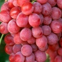 red global grape  - product's photo