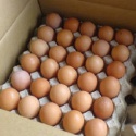 fresh chicken eggs / round table eggs for sale / fertile hatching eggs - product's photo