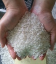 vietnam long grain white rice 5% broken (6976 variety - 6976 rice ) vi - product's photo