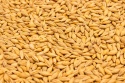 barley - product's photo