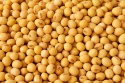 soybeans - product's photo