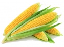 yellow corn maize wholesale - product's photo