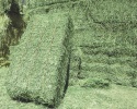 fresh alfafa hay feed - product's photo