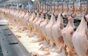 buy wholesale frozen-chicken, chicken wings, chicken paws - product's photo