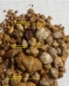 cow (ox) gallstones (bezoars, niuhuang) for sale - product's photo