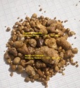 grade a ox gallstones cattle gallstones cow | - product's photo