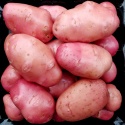 russet potatoes - product's photo