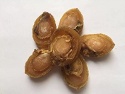 dried abalone - product's photo