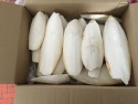 cuttlefish - product's photo