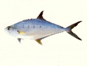 tala fish - product's photo
