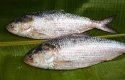 hilsa fish - product's photo