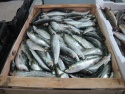 sardin - product's photo