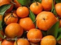 fresh mandarian orange - product's photo