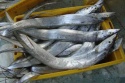 ribbon fish - product's photo