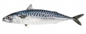 mackerel - product's photo