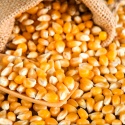 yellow corn & white corn/maize for human consumption - product's photo