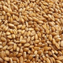 wheat grains - product's photo