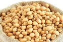 non gmo soybean yellow/ non-gmo soya /soja/ - product's photo
