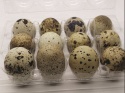 high quality quail eggs, fresh table eggs for sale - product's photo