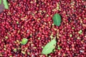 coffee producer +256790560642 organic, robusta coffee farm rome, riyad - product's photo