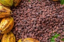 cocoa beans - product's photo