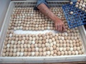 parrot and parrots fertile,ostrich  eggs available - product's photo