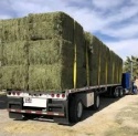 alfalfa hay bale premium standard for sale - product's photo