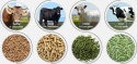 animal feed wholesale - product's photo