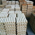 wholesale fresh table chicken eggs - fresh table chicken eggs - product's photo