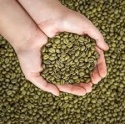 premium green beans arabica coffee - product's photo