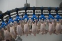 whole frozen chicken  - product's photo