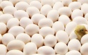 chicken broiler hatching(ross/cobb) & table eggs grade a - product's photo