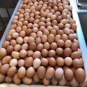 fresh chicken table eggs white & brown  - product's photo