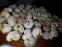 raw cashew nuts - product's photo