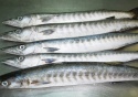 frozen barracuda - product's photo