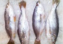 frozen croaker - product's photo