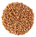 top grade barley grains premium barley seeds/animal feed barley grain - product's photo