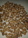 pinto bean - product's photo
