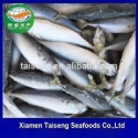 frozen indo-pacific king mackerel - product's photo