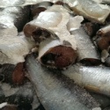 sardines hgt, superb quality - product's photo