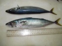 frozen mackerel wr - product's photo