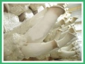 fresh king oyster mushroom - product's photo