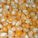 corn - product's photo