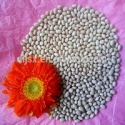 white small kidney beans  - product's photo